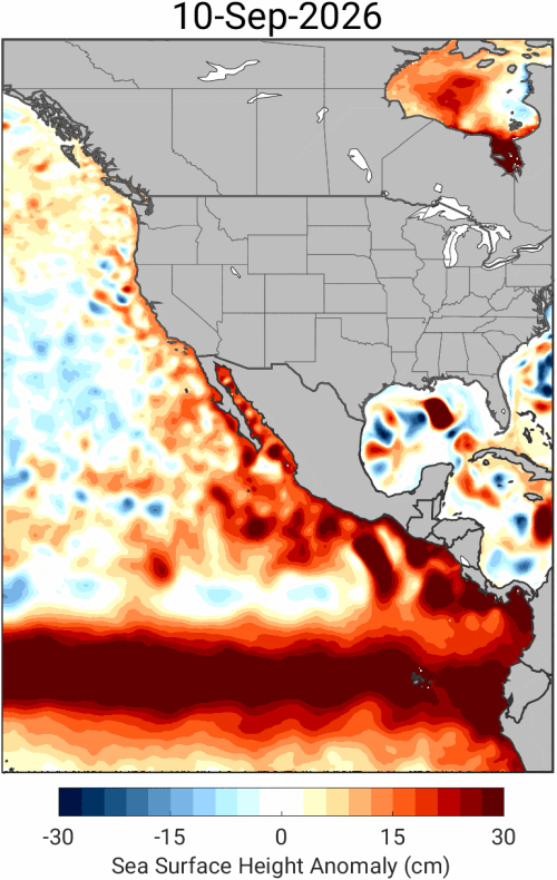 Kelvin waves move slowly east beneath the ocean's surface until they reach South America. Then they split, traveling north along the West Coast and south as far as Chile. The dark red represents higher than normal sea levels.<br>